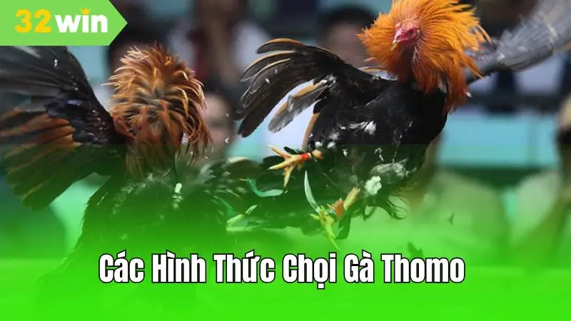 Các hình thức chọi gà thomo phổ biến  - Cựa dao