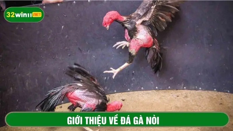 Khái niệm đá gà nòi cụ thể cho người mới