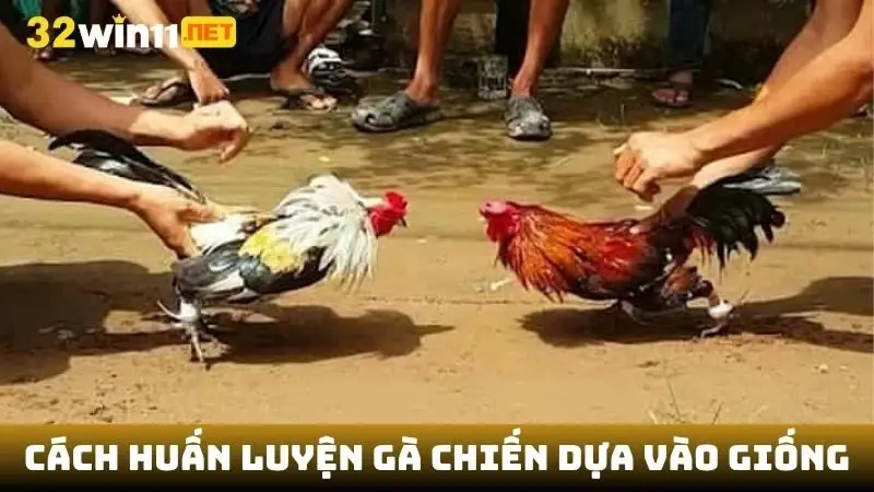 Cách huấn luyện gà chiến dựa vào giống gà