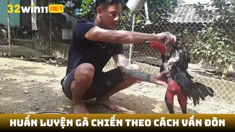 Cách huấn luyện gà chiến theo cách vần đòn