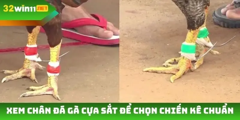 Xem chân đá gà cựa sắt để chọn chiến kê chuẩn